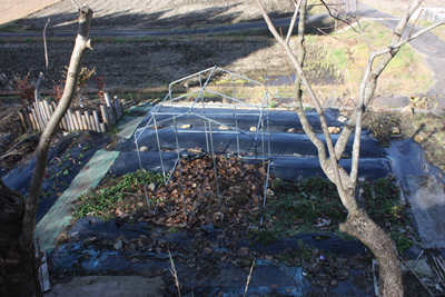 A mixture of fall leaves and cow manure. Spring time will put 2 year old compost on top as well